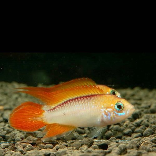 Apistogramma agassizii fire red - Cichlidé nain d'agassiz feu rouge ML